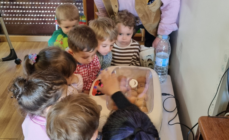 Los pollitos de la raza Galiña de Mos salen del cascarón tras 21 días de incubación en el Aula da Natureza de Valdoviño