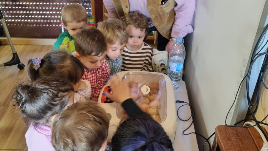 Los pollitos de la raza Galiña de Mos salen del cascarón tras 21 días de incubación en el Aula da Natureza de Valdoviño