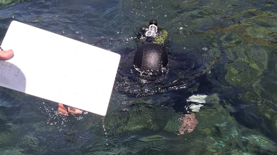 Comienza el proyecto de siembra de erizo de mar en la zona de la cofradía de Ferrol