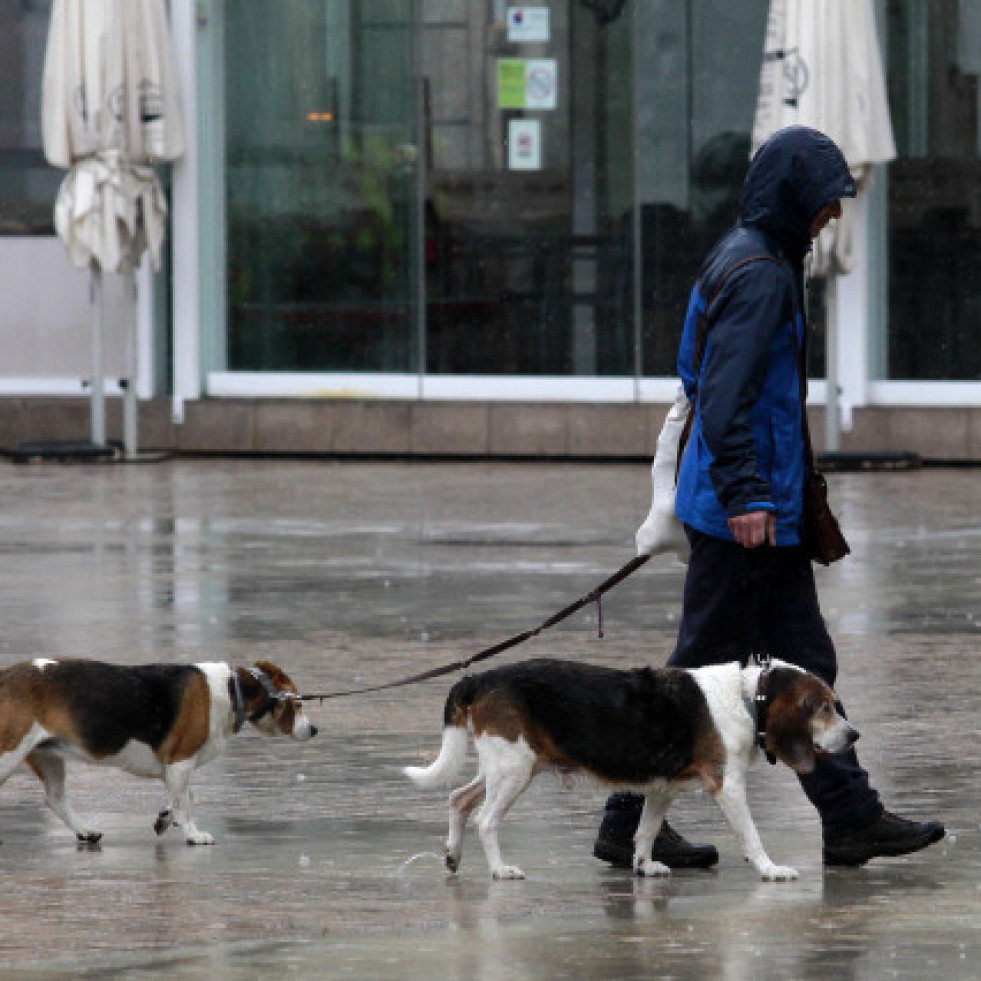 El curso para tenencia de perros se exigirá solo a nuevos dueños y podrá hacerse online