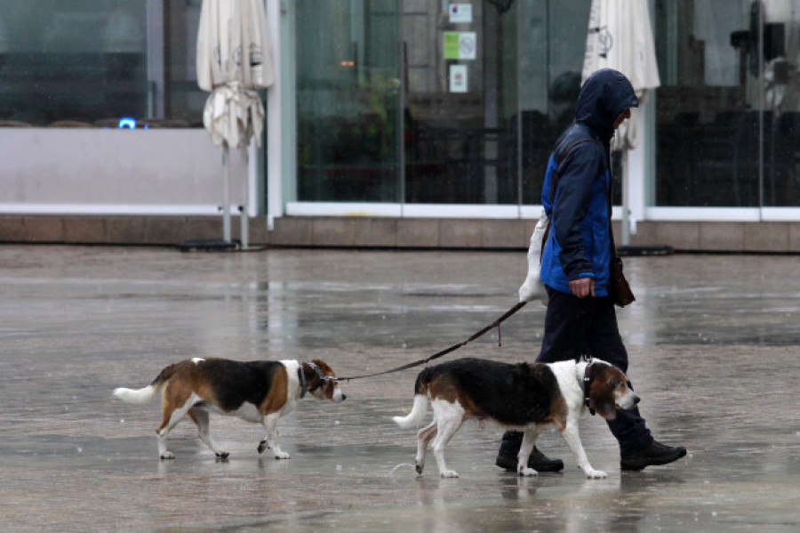 El curso para tenencia de perros se exigirá solo a nuevos dueños y podrá hacerse online