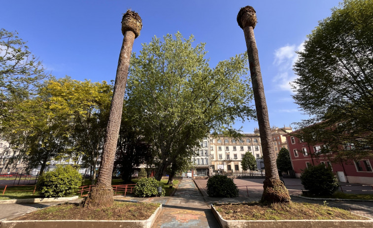 Ferrol en Común insta al Concello a que acometa un plan integral contra la plaga de picudo rojo