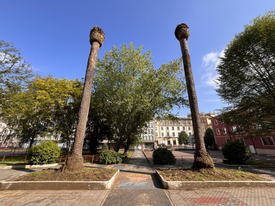 Ferrol en Común insta al Concello a que acometa un plan integral contra la plaga de picudo rojo