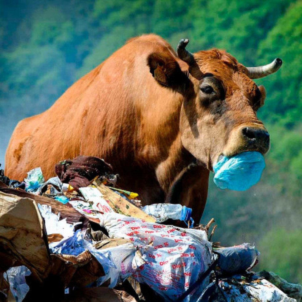 El ojo público | El gato cuántico del país de las vacas