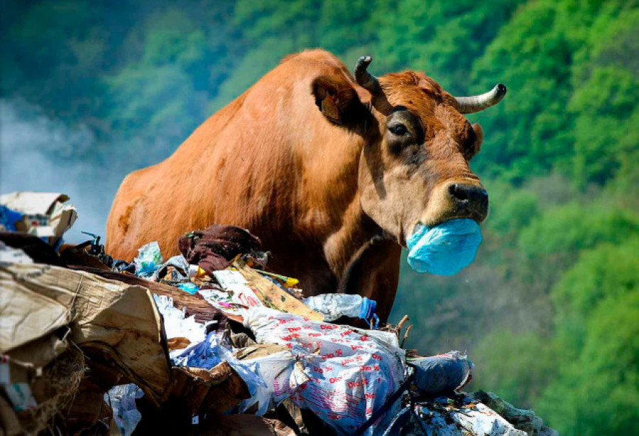 El ojo público | El gato cuántico del país de las vacas