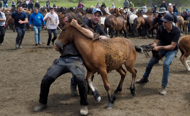 Más de 200 caballos salvajes y una tradición ancestral en Cedeira: vuelve la Rapa das Bestas da Capelada