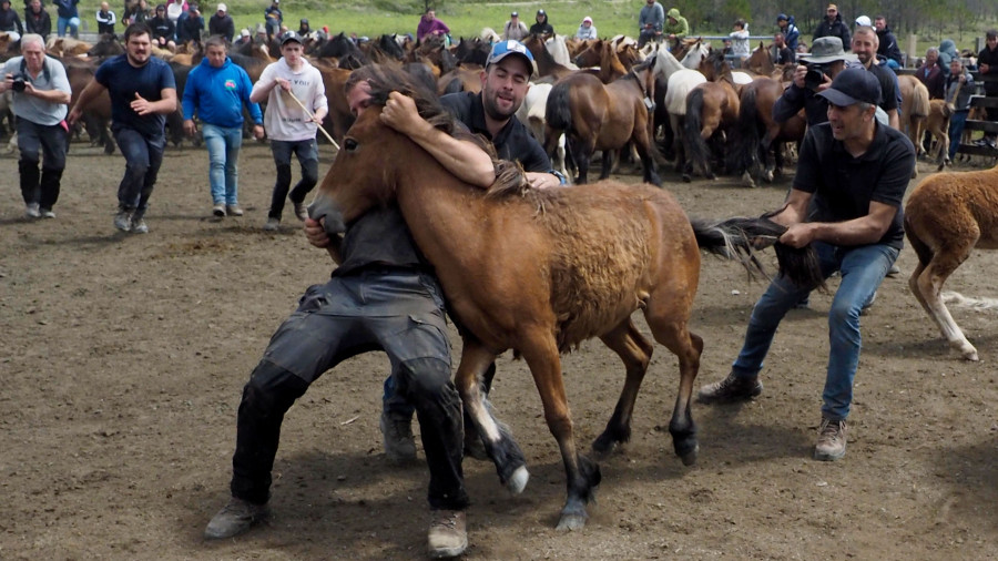 Más de 200 caballos salvajes y una tradición ancestral en Cedeira: vuelve la Rapa das Bestas da Capelada
