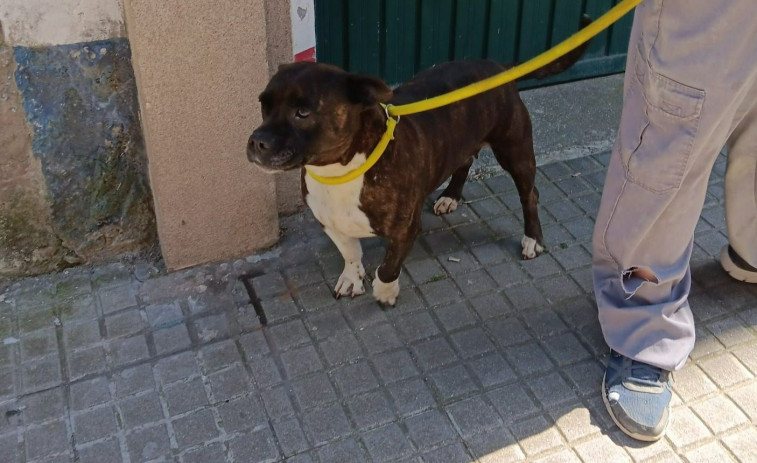 Rescatan a un perro en un edificio ocupado del centro de Ferrol