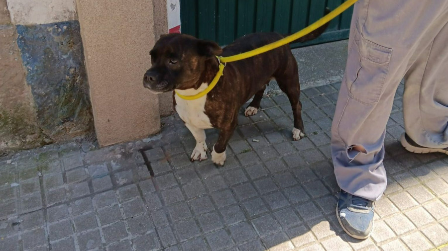 Rescatan a un perro en un edificio ocupado del centro de Ferrol