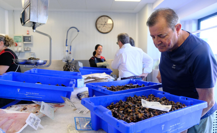 Las mareas favorecen la captura de percebe, a la venta en la lonja de Ferrol