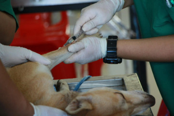 Galicia2VETERINARIOS