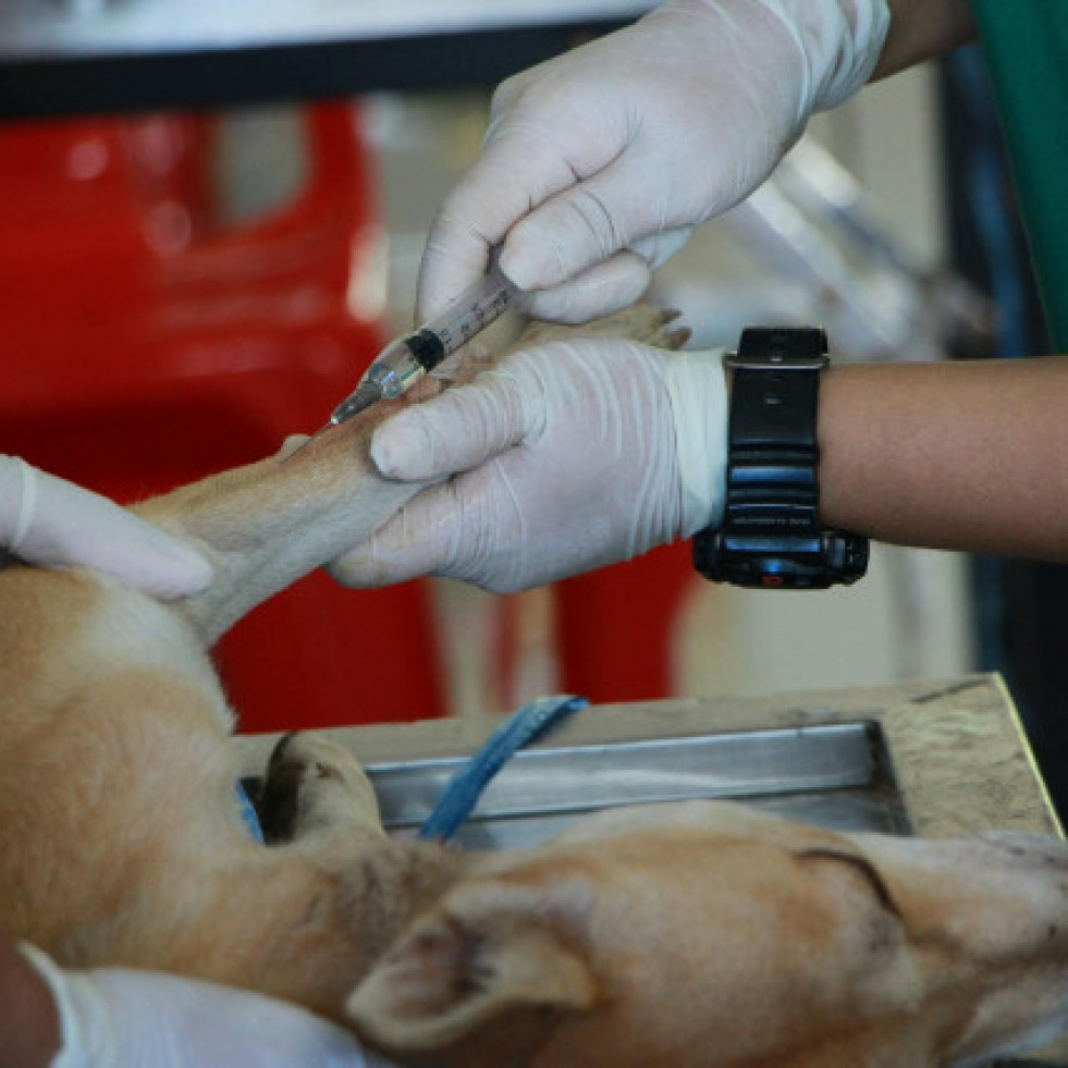 A Cámara galega pide ao Goberno suspender a aplicación do decreto veterinario ata lograr consenso