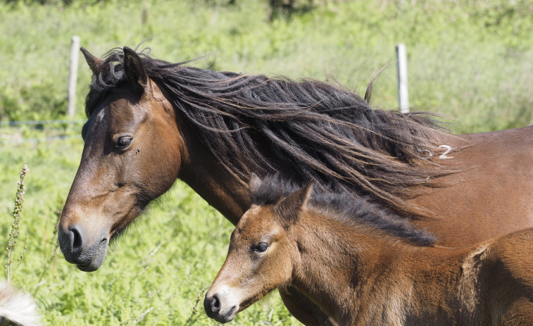 La población de caballos de Pura Raza Galega se asienta en Ferrol con nuevos nacimientos