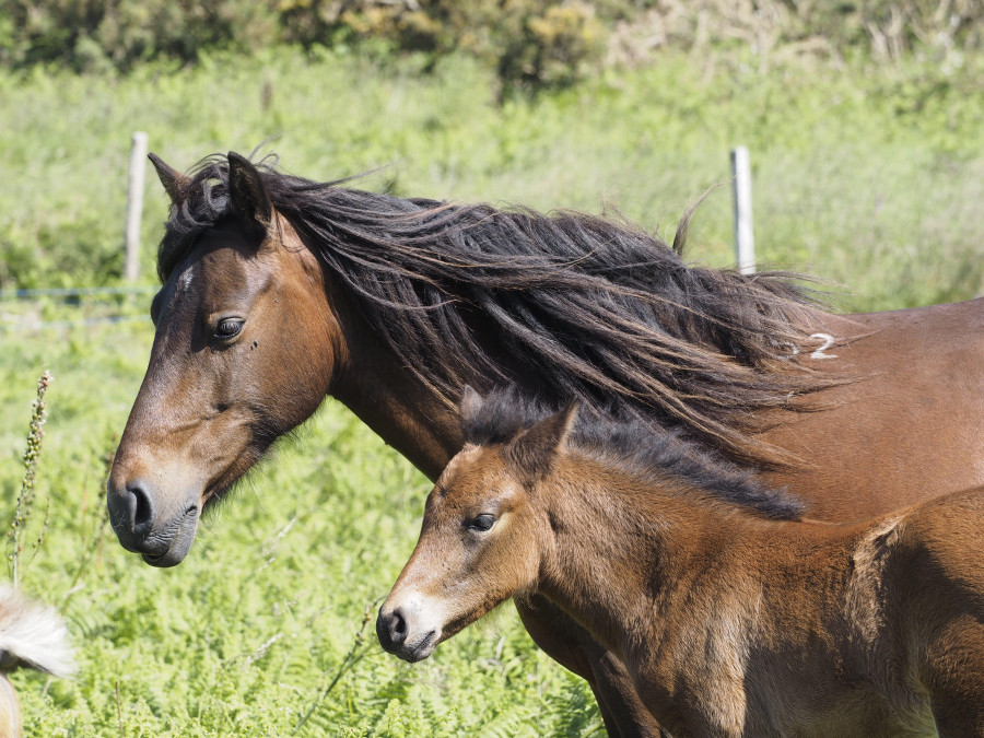 La población de caballos de Pura Raza Galega se asienta en Ferrol con nuevos nacimientos