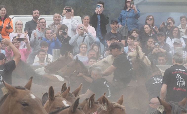 Lleno en el curro de A Capelada para vivir la “rapa das bestas”, una tradición cabalar que traspasa generaciones en Cedeira