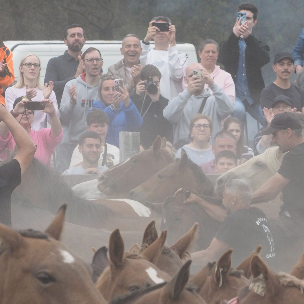 Lleno en el curro de A Capelada para vivir la “rapa das bestas”, una tradición cabalar que traspasa generaciones en Cedeira