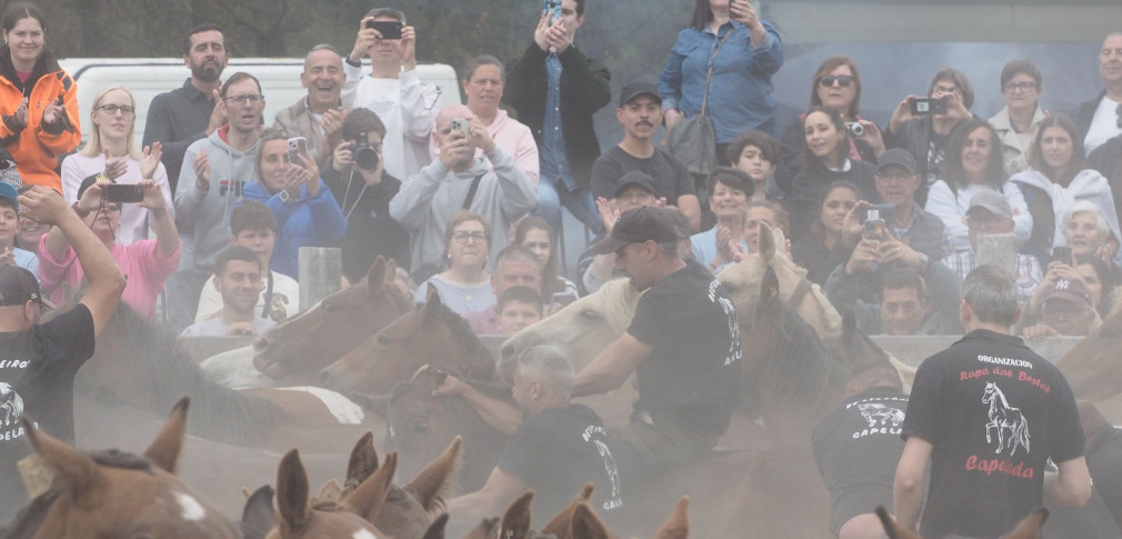 Lleno en el curro de A Capelada para vivir la “rapa das bestas”, una tradición cabalar que traspasa generaciones en Cedeira