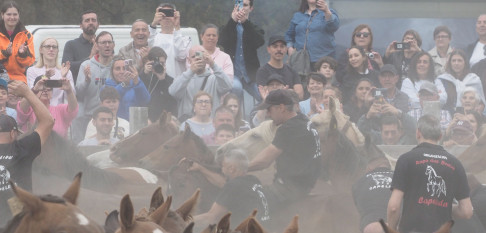 Lleno en el curro de A Capelada para vivir la “rapa das bestas”, una tradición cabalar que traspasa generaciones en Cedeira