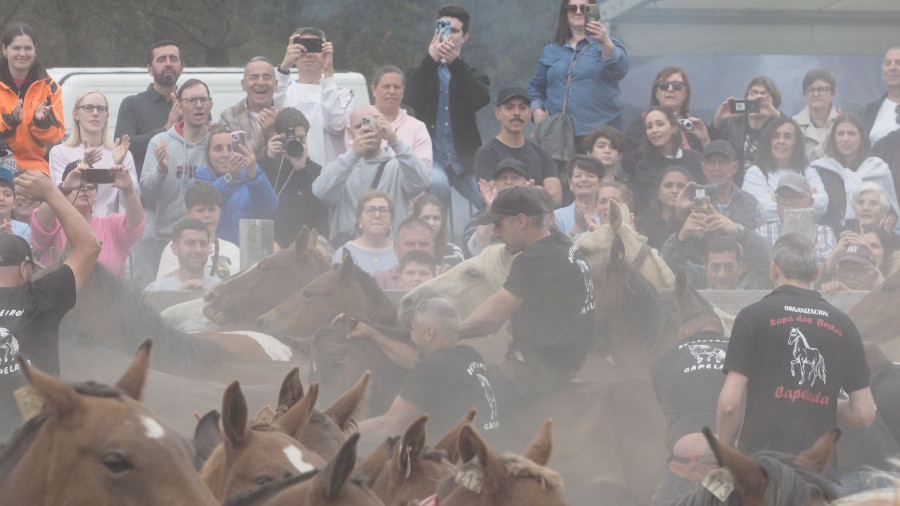 Lleno en el curro de A Capelada para vivir la “rapa das bestas”, una tradición cabalar que traspasa generaciones en Cedeira
