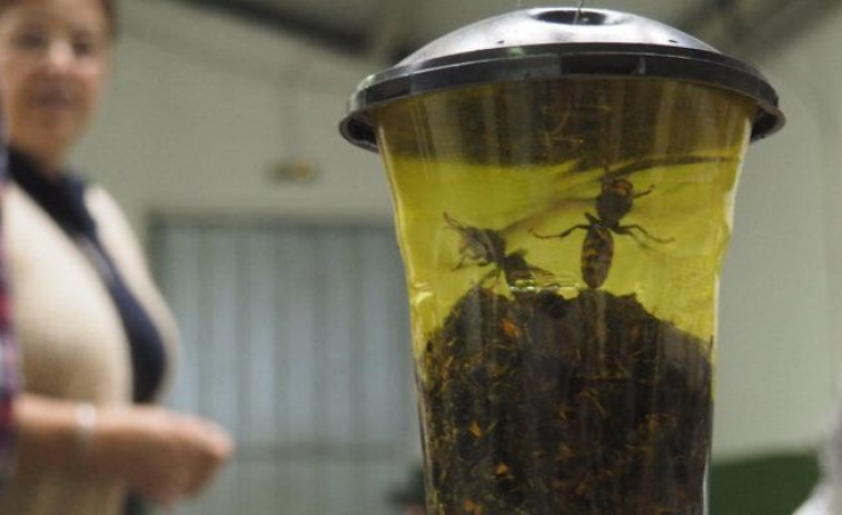 Ortigueira contará con 152 trampas de velutina instaladas por la Seaga