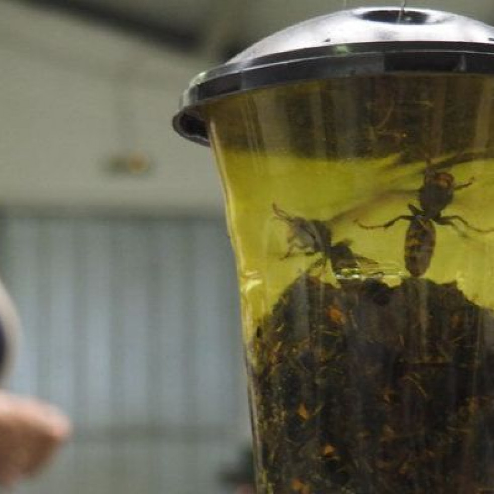 Ortigueira contará con 152 trampas de velutina instaladas por la Seaga