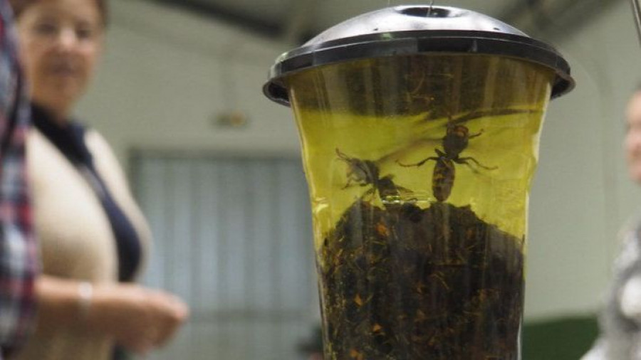 Ortigueira contará con 152 trampas de velutina instaladas por la Seaga