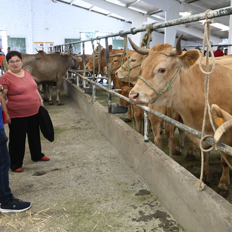 Concursos y sesión vermú, este domingo, en la Feira do Gando Vacún de Moeche