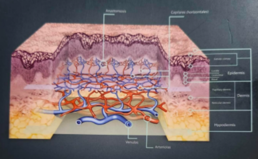 "La clave para curar rápidamente úlceras venosas y por presión está en mejorar la microcirculación sanguínea y linfática con técnicas adecuadas”