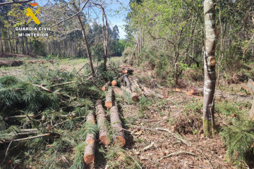 Madera robada en Oleiros (1)
