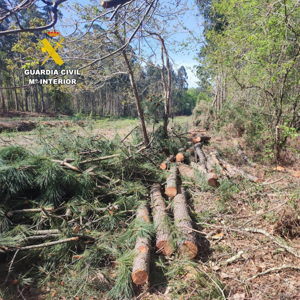 Dos vecinos de Cedeira investigados por robar madera en Oleiros