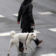 Bolsa o multa para los dueños de perros