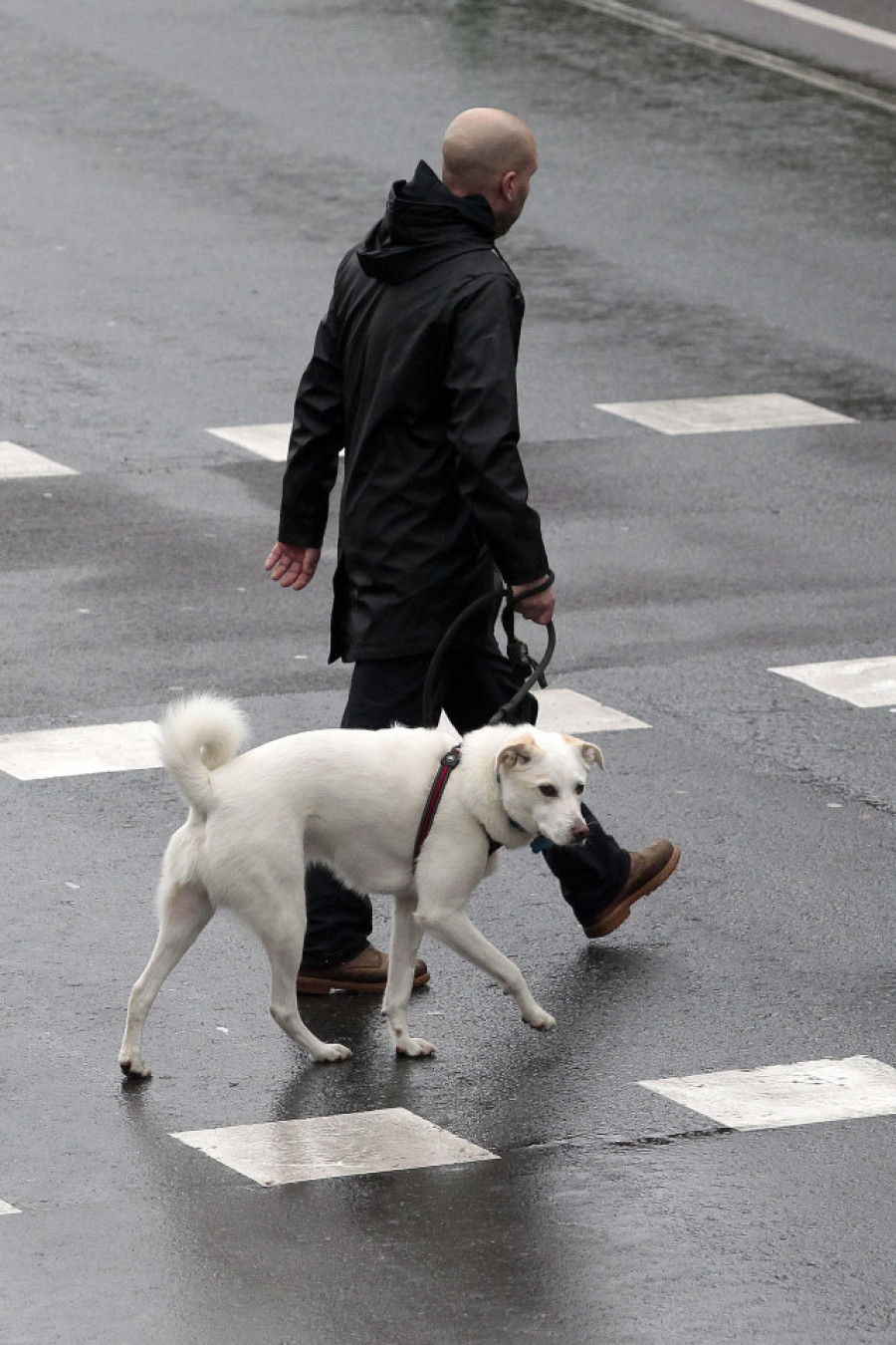 Bolsa o multa para los dueños de perros