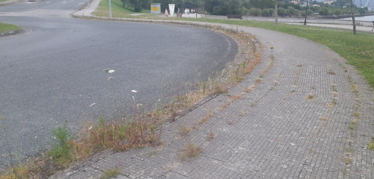 Críticas contra el Concello por la proliferación de vegetación en las carreteras