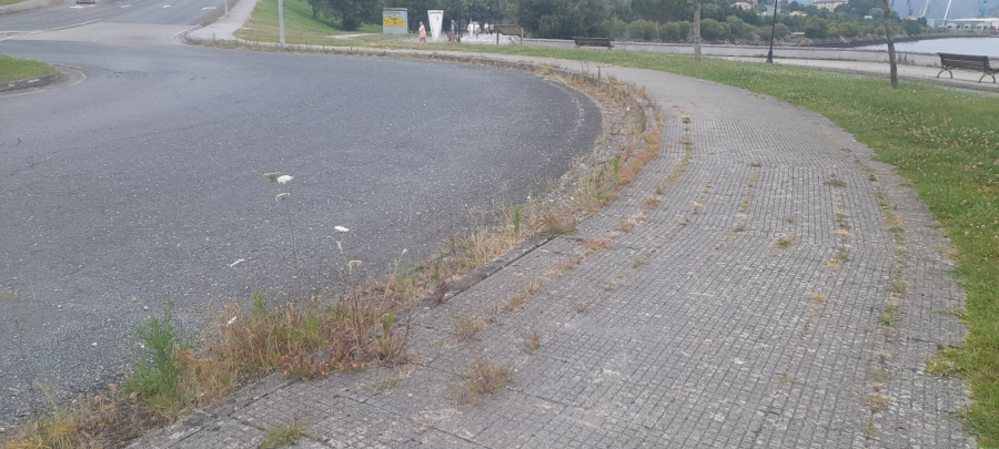 Críticas contra el Concello por la proliferación de vegetación en las carreteras