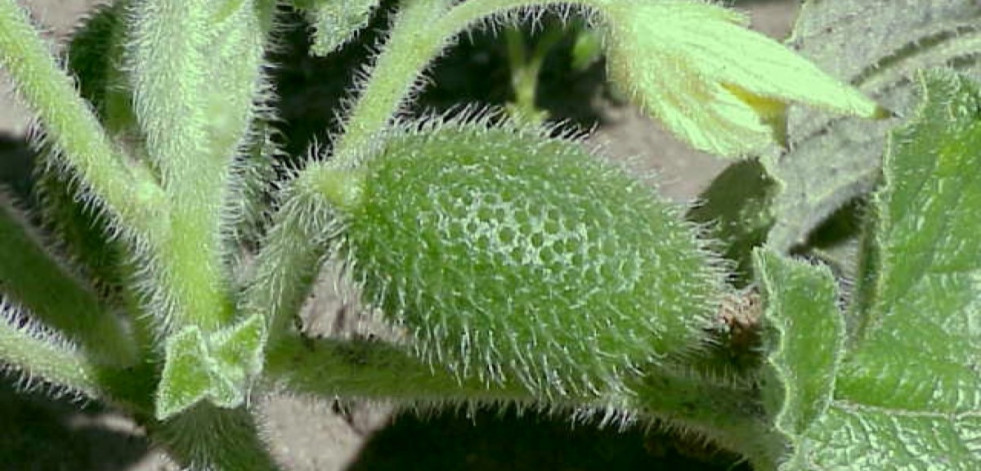 El mecanismo explosivo de una variante del pepino que lanza semillas a 70 km/h inspira desarrollos en biomedicina y robótica