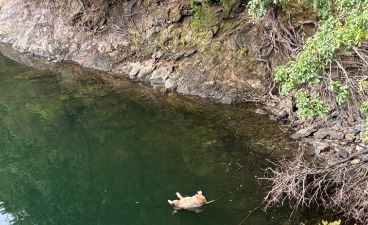 Cometa pide ayuda ciudadana para encontrar al responsable del perro ahogado en As Pontes