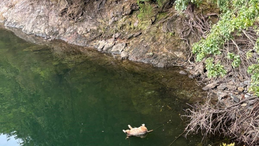 Cometa pide ayuda ciudadana para encontrar al responsable del perro ahogado en As Pontes