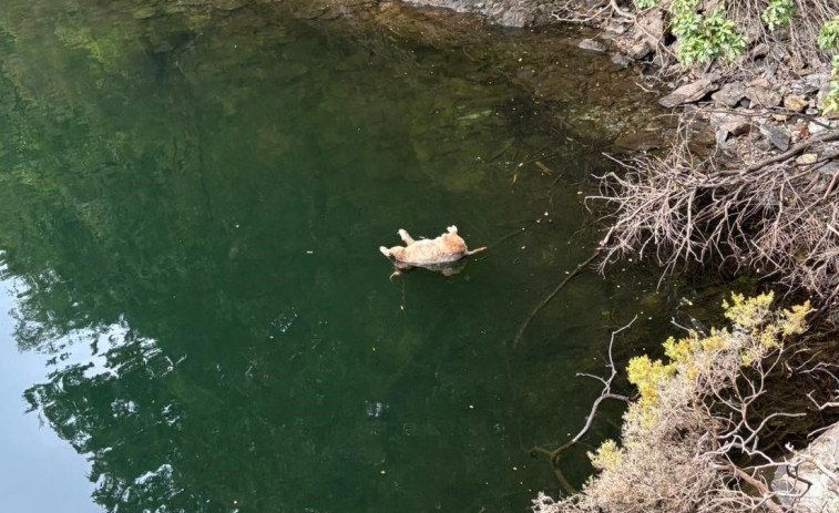 Un hombre de 76 años, acusado de arrojar a un perro al embalse de As Pontes