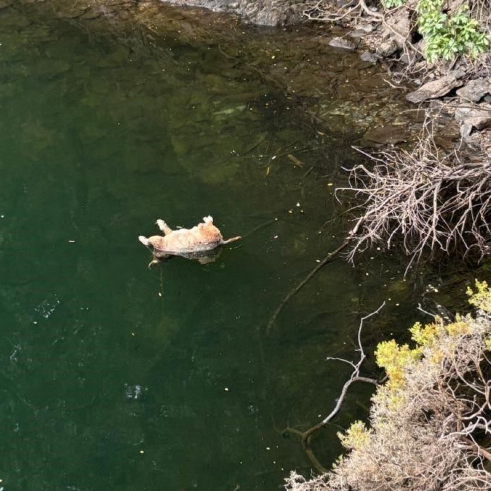 Un hombre de 76 años, acusado de arrojar a un perro al embalse de As Pontes
