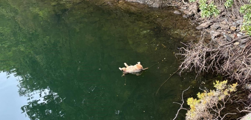Un hombre de 76 años, acusado de arrojar a un perro al embalse de As Pontes