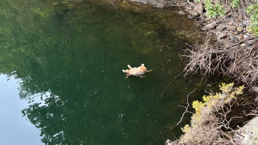 Un hombre de 76 años, acusado de arrojar a un perro al embalse de As Pontes