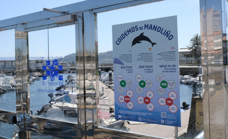 “Manoliño”, o adeus a un golfiño que revolucionou as augas da ría de Ferrol