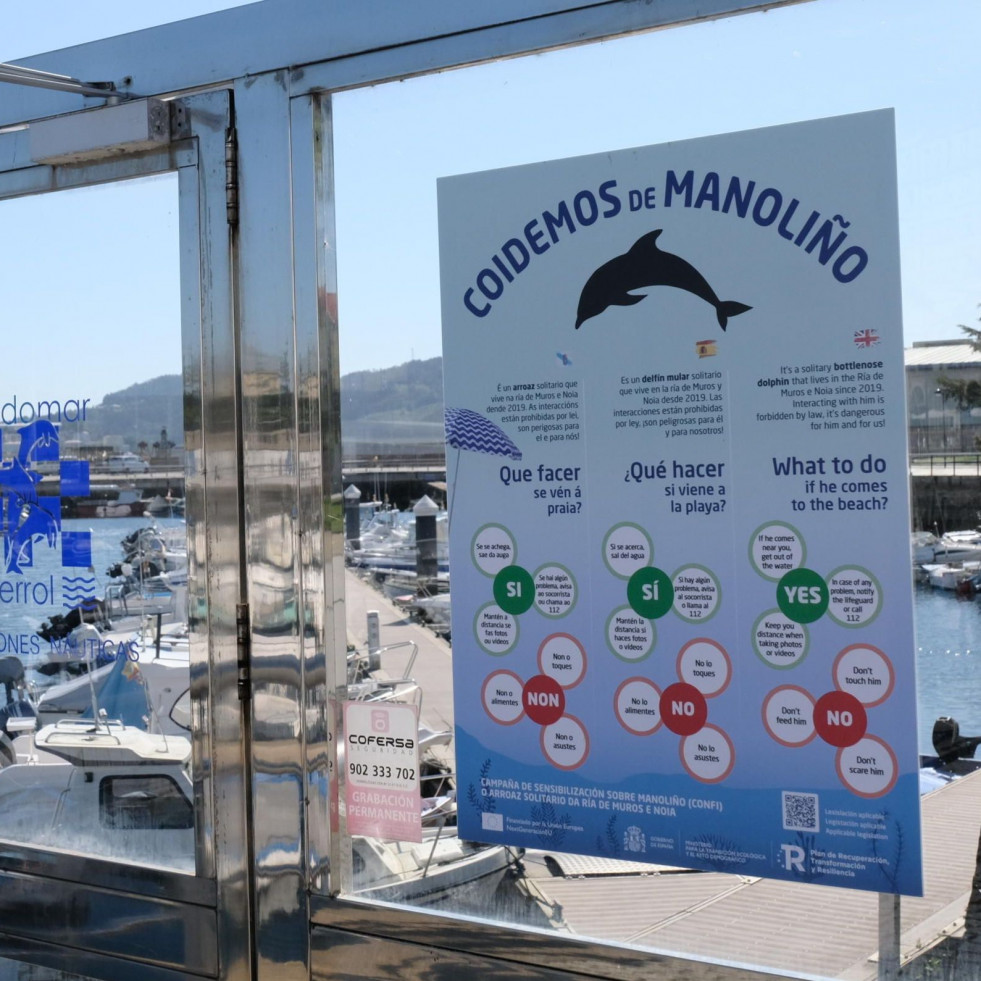 “Manoliño”, o adeus a un golfiño que revolucionou as augas da ría de Ferrol