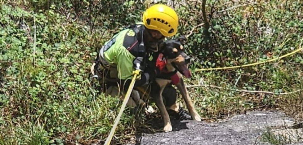 El heroico rescate de Rufo, el perro despeñado en As Pontes y salvado por tres bomberos
