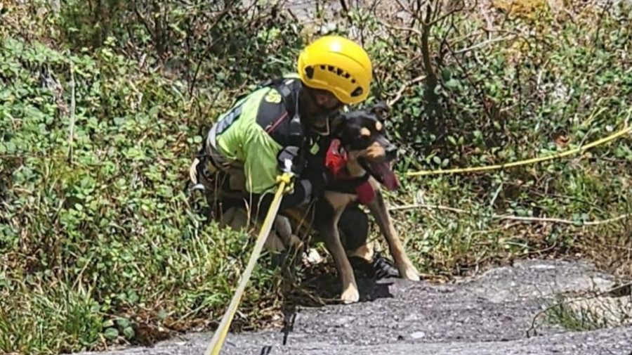 El heroico rescate de Rufo, el perro despeñado en As Pontes y salvado por tres bomberos