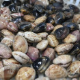 DSC8794 14034740