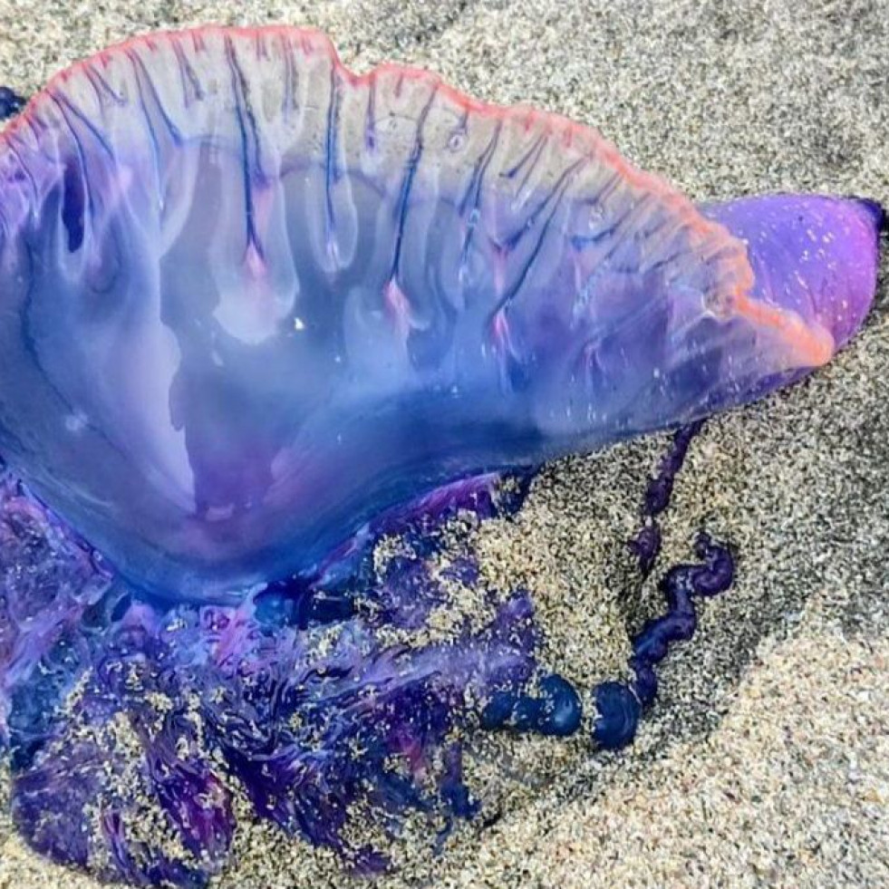 Las carabelas portuguesas toman las playas de Ferrolterra