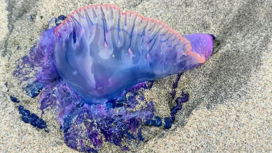 Las carabelas portuguesas toman las playas de Ferrolterra