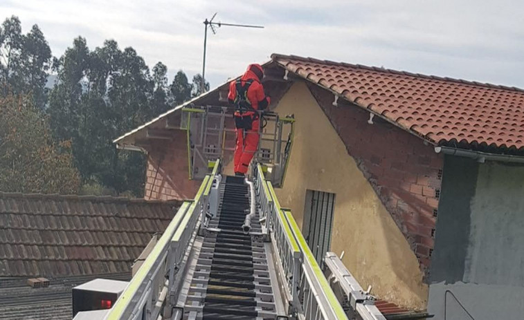 Una avispa mucho más “belicosa” que diezmó la apicultura en las comarcas