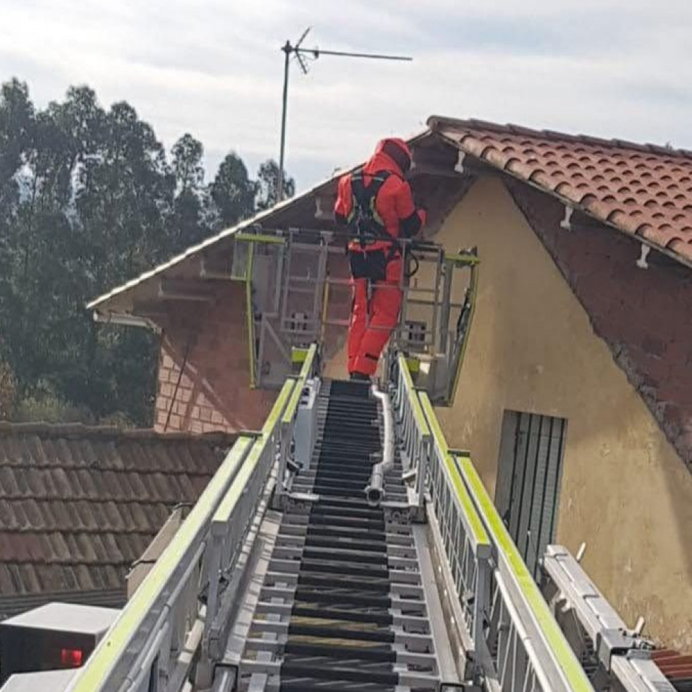 Una avispa mucho más “belicosa” que diezmó la apicultura en las comarcas